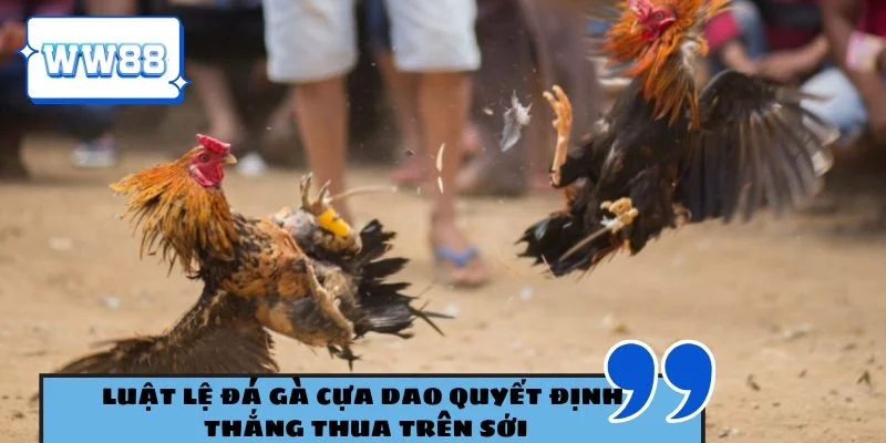 Luật lệ đá gà cựa dao quyết định thắng thua trên sới