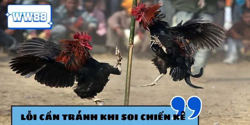 Chú ý lỗi cần tránh trong đá gà WW88